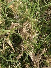 Cenchrus clandestinus