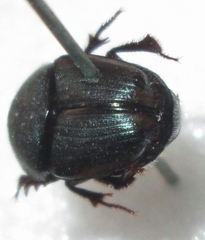 Phalops dregei
