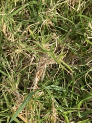 Cenchrus clandestinus