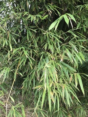 Bambusa stenostachya