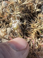 Caryophyllaceae