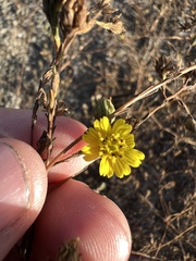 Deinandra paniculata