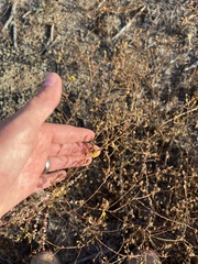 Deinandra paniculata