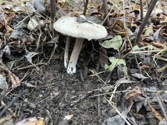 Inocybe albodisca