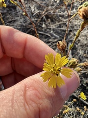 Deinandra paniculata