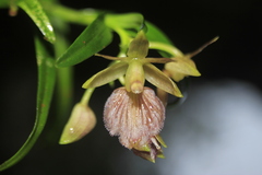 Epidendrum cleistocoleum