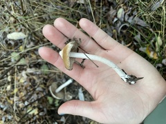 Inocybe albodisca