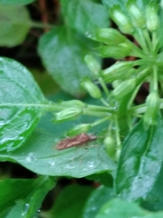 Riptortus linearis