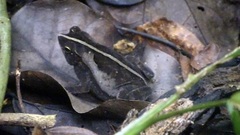 Rhinella alata