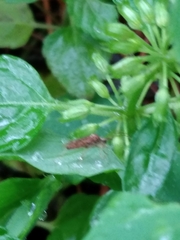 Riptortus linearis