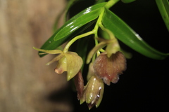 Epidendrum cleistocoleum