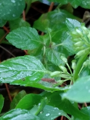 Riptortus linearis