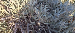 Cylindropuntia ramosissima