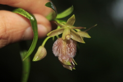 Epidendrum cleistocoleum