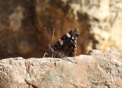 Vanessa atalanta