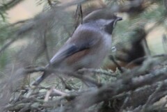 Poecile hudsonicus