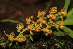 Ornithocephalus urceilabris
