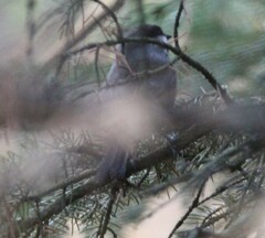 Poecile hudsonicus