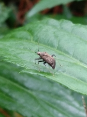 Proboscidocoris