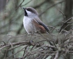 Poecile hudsonicus