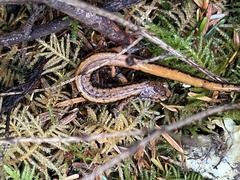 Plethodon vehiculum