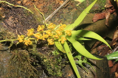 Ornithocephalus urceilabris