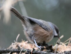 Poecile hudsonicus