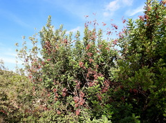 Magnoliopsida