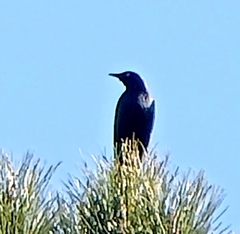 Euphagus cyanocephalus