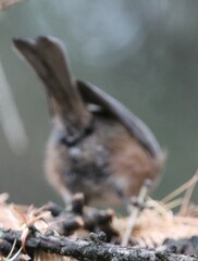 Poecile hudsonicus