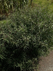 Barkleyanthus salicifolius