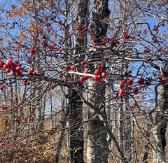 Ilex