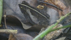 Rhinella alata