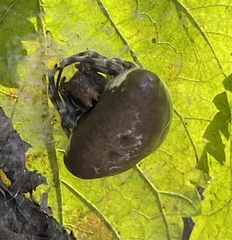 Mastophora phrynosoma
