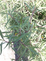 Barkleyanthus salicifolius