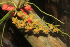 Ornithocephalus urceilabris