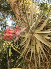 Tillandsia gardneri