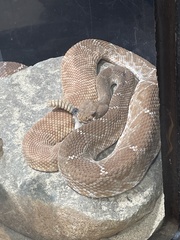 Crotalus ruber