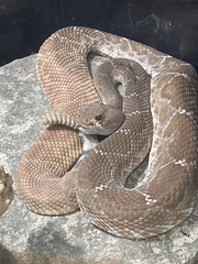 Crotalus ruber