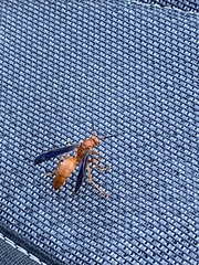 Polistes rubiginosus