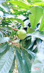 Pouteria campechiana