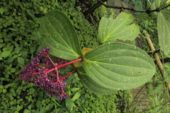 Medinilla speciosa