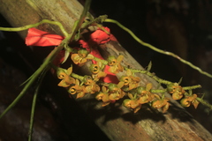 Ornithocephalus urceilabris