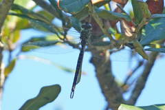 Triacanthagyna trifida