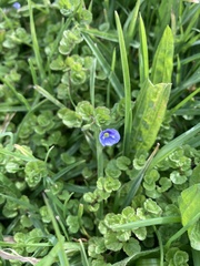 Veronica filiformis