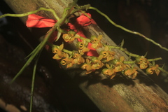 Ornithocephalus urceilabris