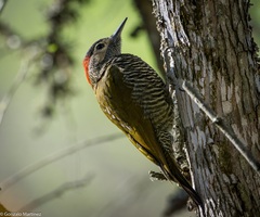 Colaptes rubiginosus