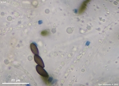 Xylaria longiana