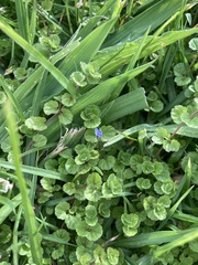 Veronica filiformis
