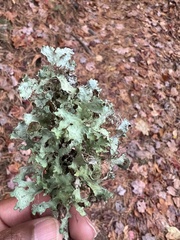 Platismatia tuckermanii